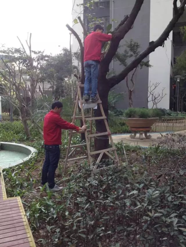 广西南宁市消杀服务公司在广西南宁城市园林如何防治白蚁