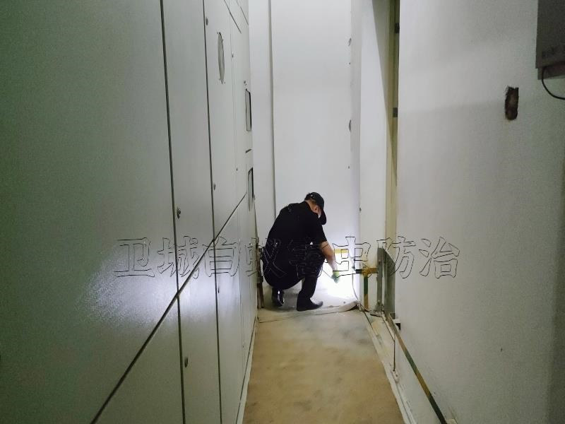 居家发现白蚁怎么办?惠州惠城河南岸灭白蚁,江北白蚁防治